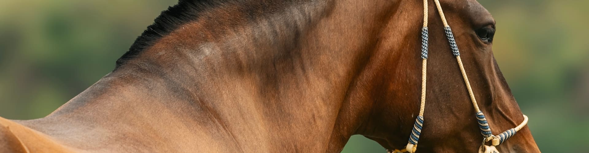 Ejemplares Destacados